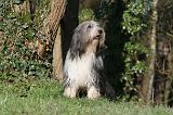 BEARDED COLLIE 382